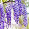 Wisteria Flowers Plant paint by numbers