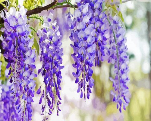 Wisteria Flowers Plant paint by numbers