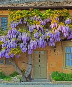 Wisteria Flowers paint by numbers