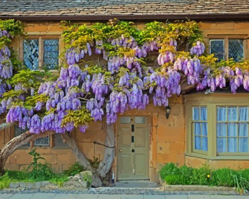 Wisteria Flowers paint by numbers