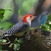 Woodpecker Bird On Tree paint by numbers