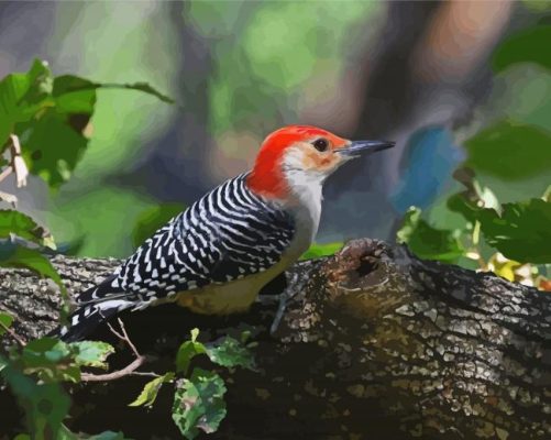 Woodpecker Bird On Tree paint by numbers