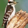 Woodpecker Bird paint by numbers