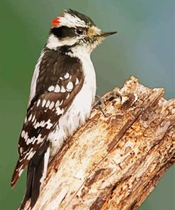 Woodpecker Bird paint by numbers