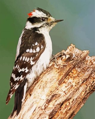 Woodpecker Bird paint by numbers