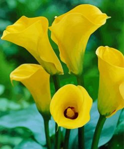 Yellow Calla Lilies Flowers paint by numbers