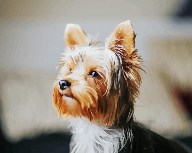 Lovely Yorkie Puppy paint by numbers