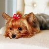 Yorkie Dog With Accessory paint by numbers