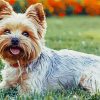 Fantastic Yorkie Dog paint by numbers