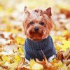 Yorkshire Terrier Wearing Clothes paint by numbers