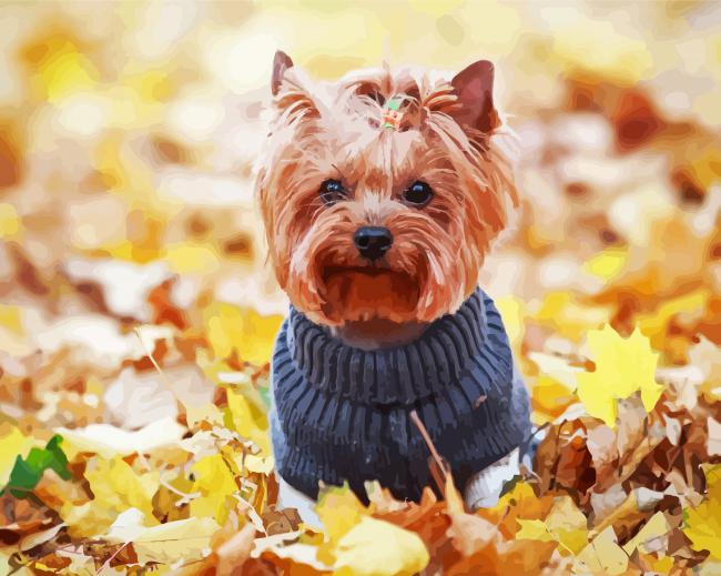 Yorkshire Terrier Wearing Clothes paint by numbers