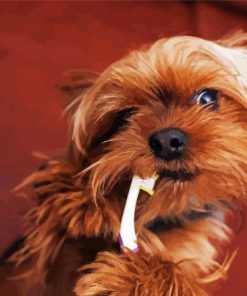 Yorkshire Terrier And Tooth Brush paint by numbers