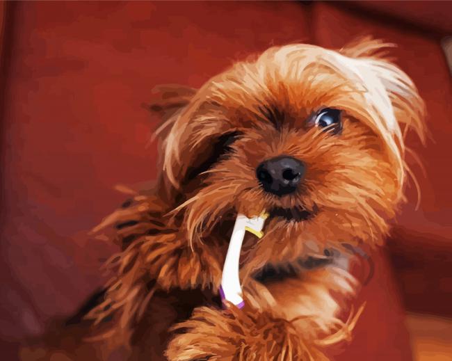 Yorkshire Terrier And Tooth Brush paint by numbers