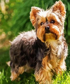 Yorkshire Terrier Dog Animal paint by numbers