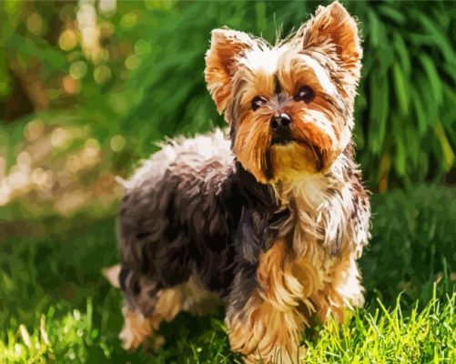 Yorkshire Terrier Dog Animal paint by numbers