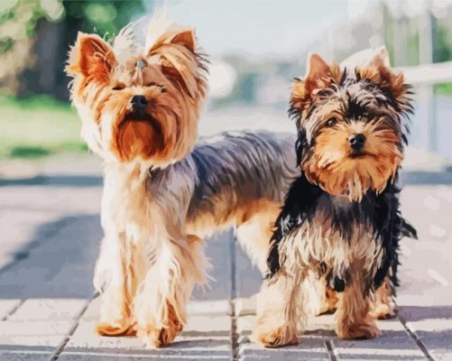 Yorkshire Terrier Puppies paint by numbers