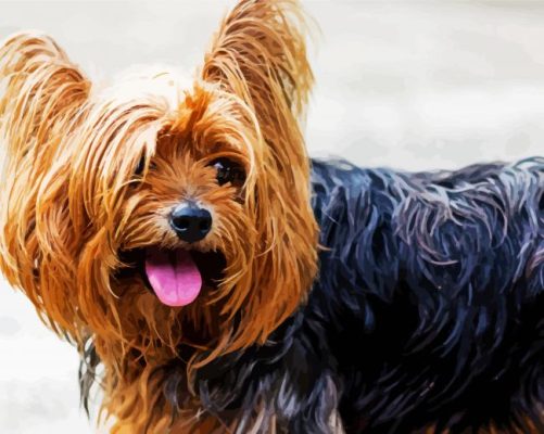 Yorkshire Terrier Puppy paint by numbers