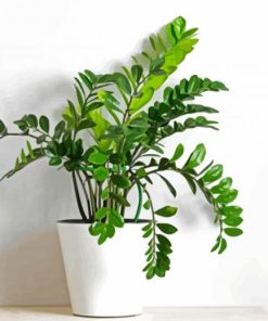 Zamioculcas Plant In White Pot paint by numbers