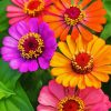 Colorful Zinnia Flowers paint by numbers