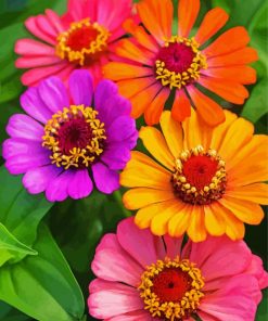 Colorful Zinnia Flowers paint by numbers