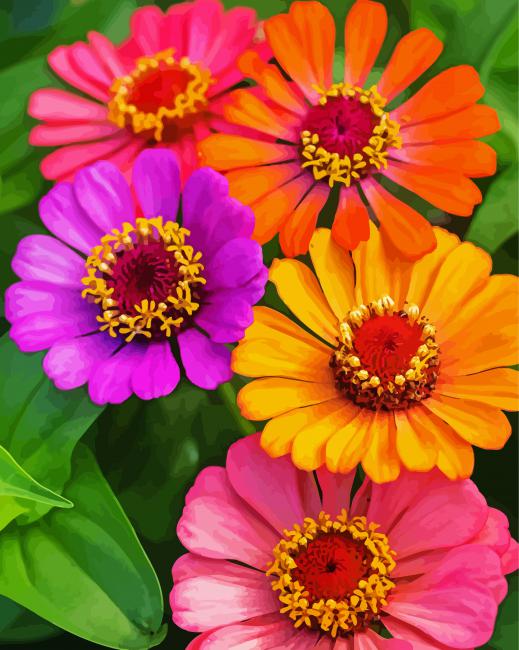 Colorful Zinnia Flowers paint by numbers