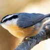 Nuthatch Bird On Stick paint by numbers