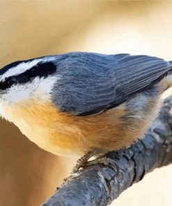 Nuthatch Bird On Stick paint by numbers