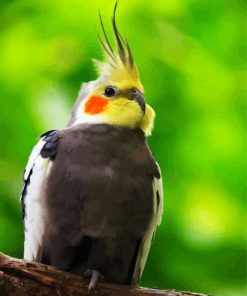 Cockatiel Bird On Branch paint by numbers