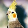 Cockatiel Bird paint by numbers