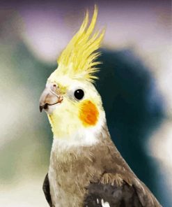 Cockatiel Bird paint by numbers