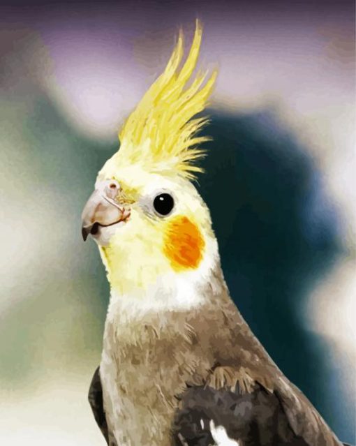 Cockatiel Bird paint by numbers