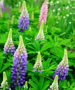 Aesthetics Blue Lupins paint by numbers