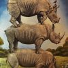 Rhino Animals paint by numbers