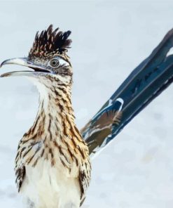 Aesthetic Roadrunner Bird paint by numbers