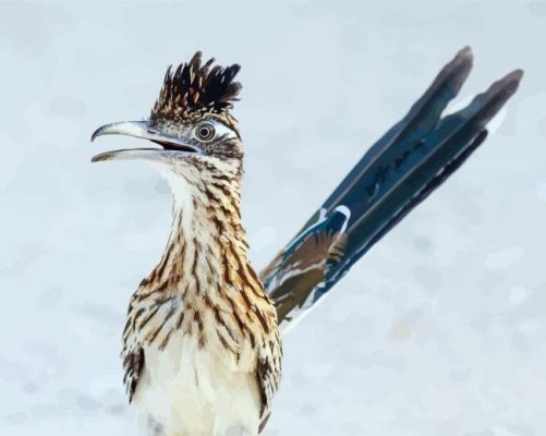 Aesthetic Roadrunner Bird paint by numbers