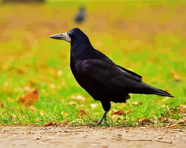 Black Rook Bird paint by numbers