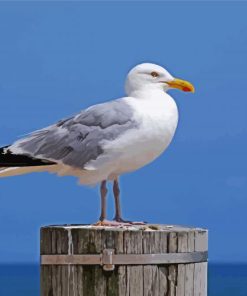 Beautiful Seagull Bird paint by numbers