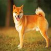 Cute Shiba Inu Dog paint by numbers