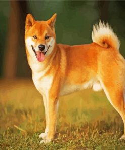 Cute Shiba Inu Dog paint by numbers