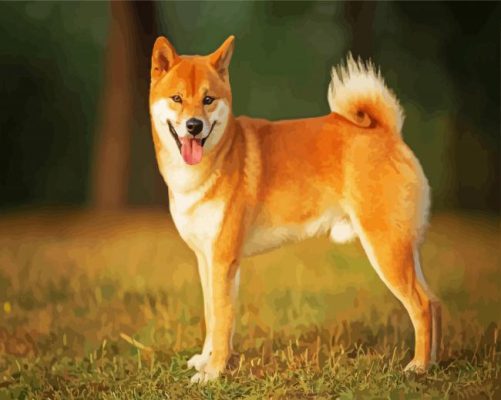 Cute Shiba Inu Dog paint by numbers