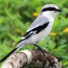 Aesthetic Shrike Bird paint by numbers