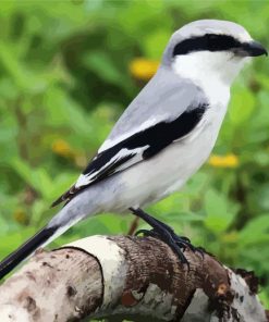 Aesthetic Shrike Bird paint by numbers