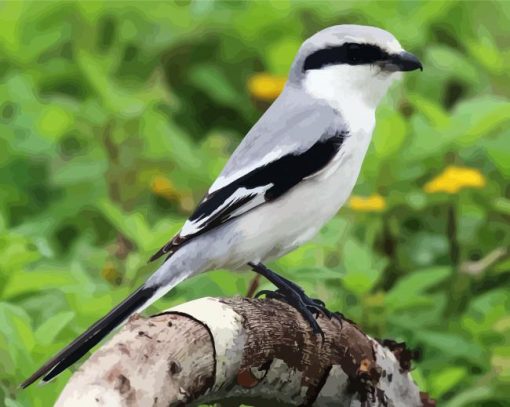 Aesthetic Shrike Bird paint by numbers