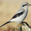 Beautiful Shrike paint by numbers