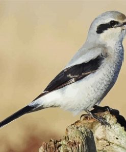 Beautiful Shrike paint by numbers