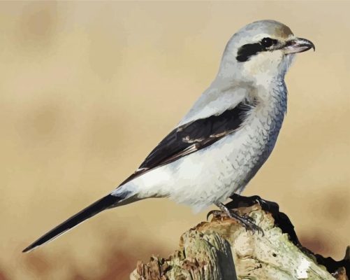 Beautiful Shrike paint by numbers