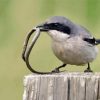 Shrike Bird Catching A Worm paint by numbers