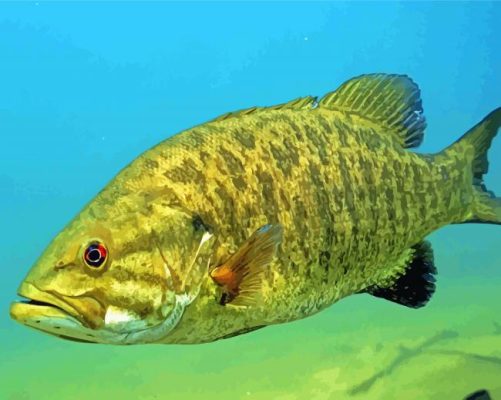Aesthetic Smallmouth Fish paint by numbers