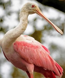 Beautiful Spoonbill paint by numbers