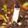 Adorable Stoat paint by numbers